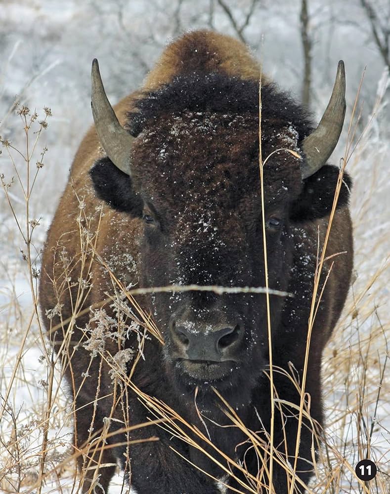 Awesome Animals of North America: The Continent and Its